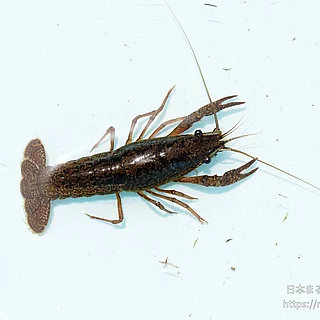 アメリカザリガニの写真