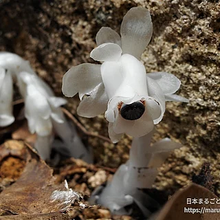 ギンリョウソウの写真