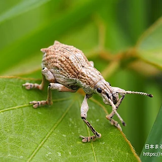 シロコブゾウムシ（成虫）の写真