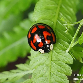 カメノコテントウ（成虫）の写真