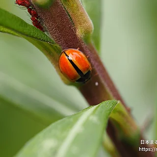 ヒメカメノコテントウ（成虫）の写真
