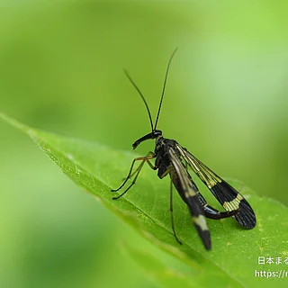 ヤマトシリアゲ（成虫）の写真