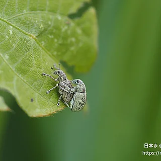 コフキゾウムシ（成虫）の写真