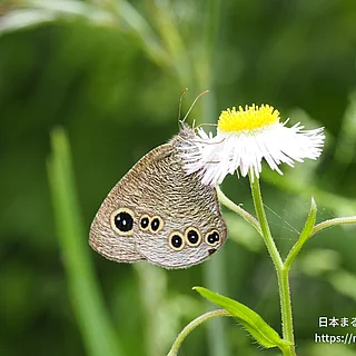 ヒメウラナミジャノメの写真