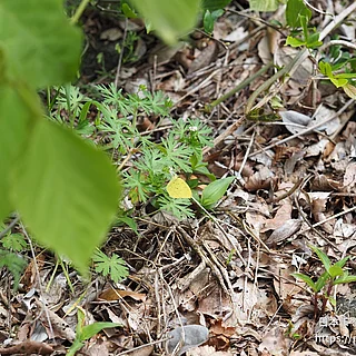 キタキチョウ（成虫）の写真