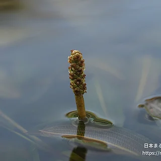 ササバモの写真