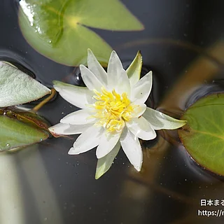 ヒツジグサ（花）の写真