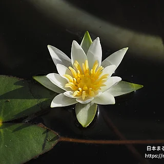 ヒツジグサ（花）の写真
