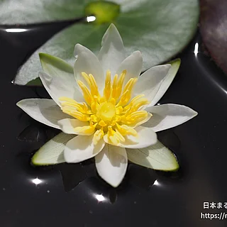 ヒツジグサ（花）の写真