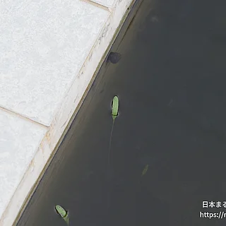ケープヒルムシロの写真