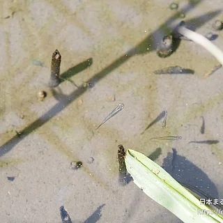 カダヤシの写真