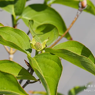 ヤマボウシ（花）の写真