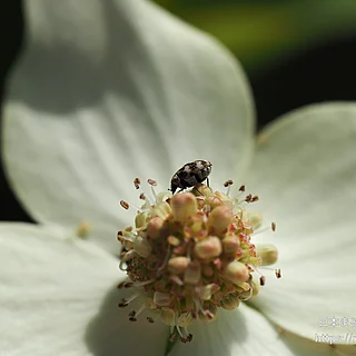 ヒメマルカツオブシムシ（成虫）の写真