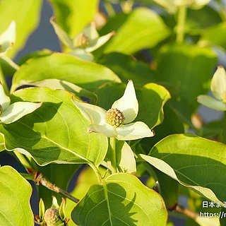 ヤマボウシ（花）の写真