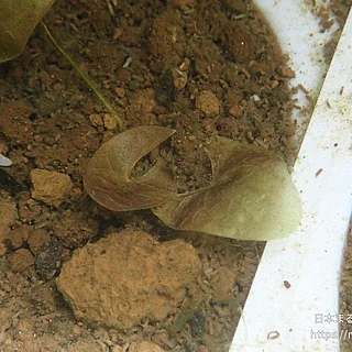 ヒツジグサの写真