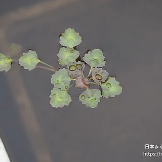 ヒシの写真
