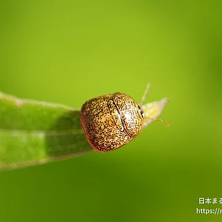 マルカメムシ（成虫）の写真