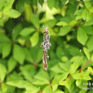 ゴミグモ（成虫）の写真