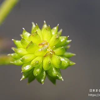 ケキツネノボタンの写真