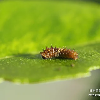 ナミアゲハの写真