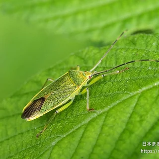 Urostylis属（成虫）の写真