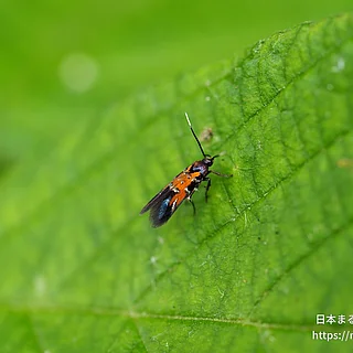 ベニモンマイコモドキ（成虫）の写真