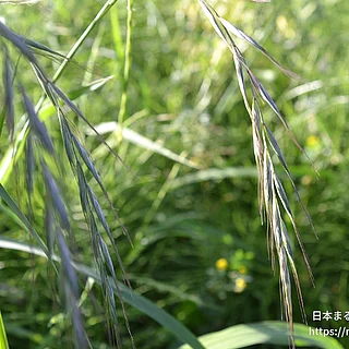 カモジグサの写真