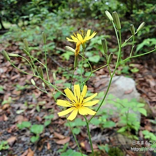 ハナニガナ（花）の写真