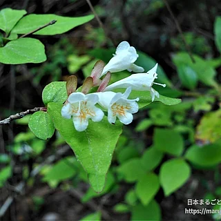 ツクバネウツギ（花）の写真