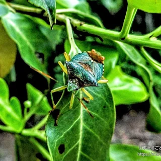 セアカツノカメムシ（成虫）の写真