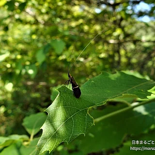 ホソオビヒゲナガ（成虫）の写真
