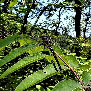 ムカシヤンマ（成虫）の写真