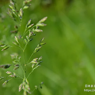 ヒロハウシノケグサの写真
