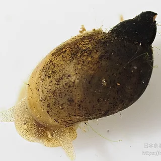 モノアラガイ属の写真