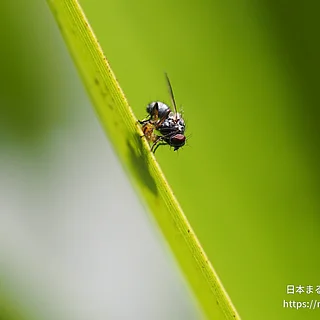 イエバエ科（成虫）の写真