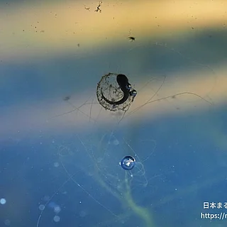 ヒガシニホンアマガエル（卵）の写真