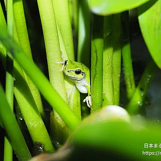 ヒガシニホンアマガエルの写真