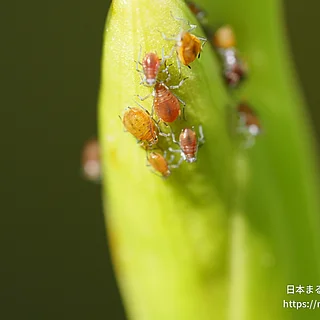 クワイクビレアブラムシの写真