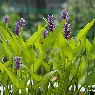 ナガバミズアオイ（花）の写真