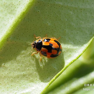 ヒメカメノコテントウ（成虫）の写真