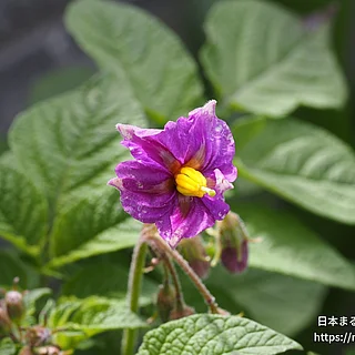 ジャガイモ（花）の写真
