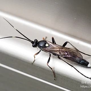 ヒメバチ科（成虫）の写真