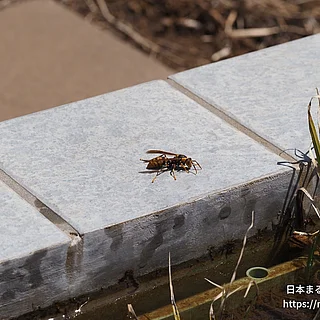 セグロアシナガバチ（成虫）の写真