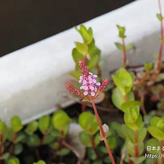 ホザキキカシグサ（花）の写真
