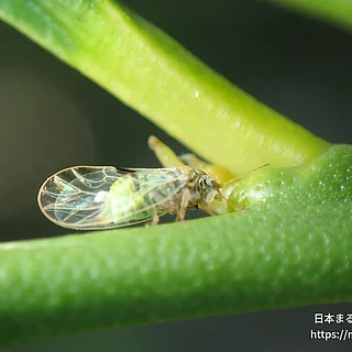 キジラミ科（成虫）の写真