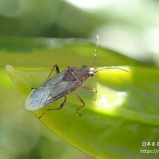 ヒメナガカメムシ（成虫）の写真