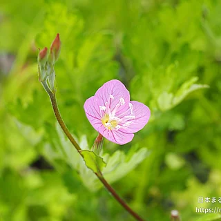 ユウゲショウ（花）の写真