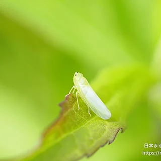 クワキヨコバイ属（成虫）の写真