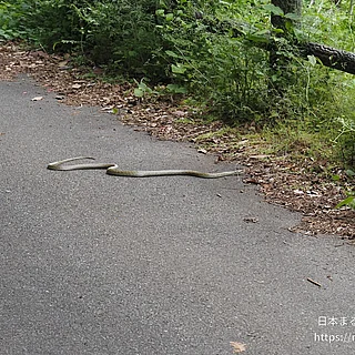 アオダイショウの写真