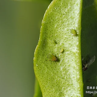 ユキヤナギアブラムシの写真